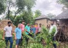 युवाओं ने उखाड़े भांग के पौधे
