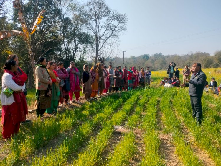 भोरंज के किसानों ने गांव हरनेड़ में समझी प्राकृतिक खेती की बारीकियां