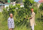 लुधियाणा तक पहुंचने लगी धनेटा क्षेत्र के गांव कुसियार की मौसम्बी