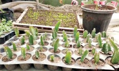 हमीरपुर में तैयार हो रही ड्रैगन फ्रूट की नर्सरी, बागबान होंगे मालामाल
