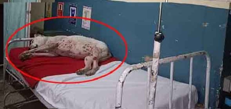 मरीजों को बिस्तर नहीं मिल रहे और भोरंज अस्पताल में आपातकालीन बेड पर आराम फरमा रहे कुत्ते