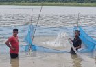 मत्स्य विभाग ने गोविंद सागर में मछलियों के बीज डालने की प्रक्रिया की शुरू, इस वित्तीय वर्ष में डाले जाएंगे 50 लाख बीज:विवेक चंदेल