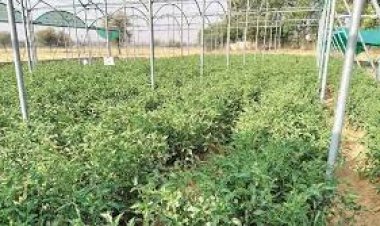 फलदार पौधों को कोहरे से बचाएं