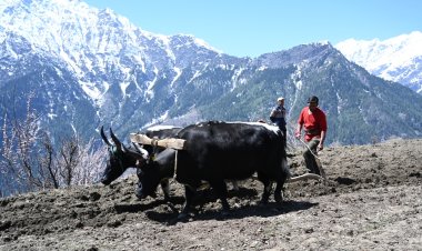 प्राकृतिक खेती उप-मंडल बनने से पांगी घाटी के किसानों की आर्थिकी को मिलेगा सम्बल