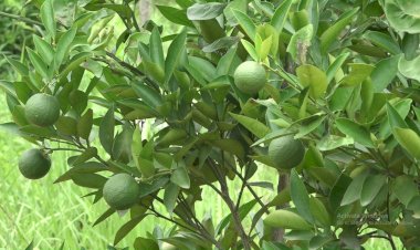 कोल्ड स्टोर बनाएं, उद्यान विभाग देगा 50 प्रतिशत सब्सिडी