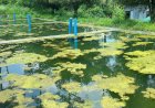 ग्रामीण दूषित पानी पीने को मजबूर, जल शक्ति विभाग ने आँखें मूँदीं